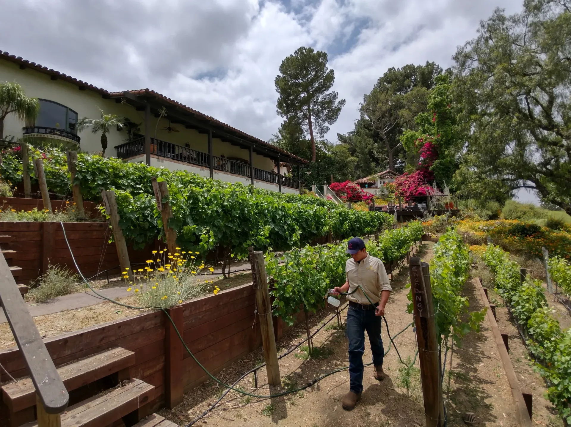 Vineyard rows tended by hand
