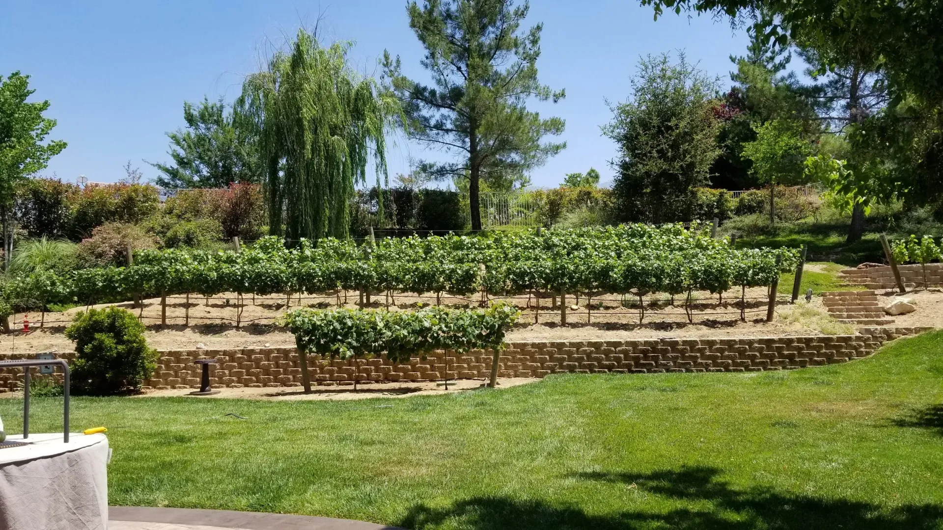 Terraced backyard vineyard framed by a mature willow