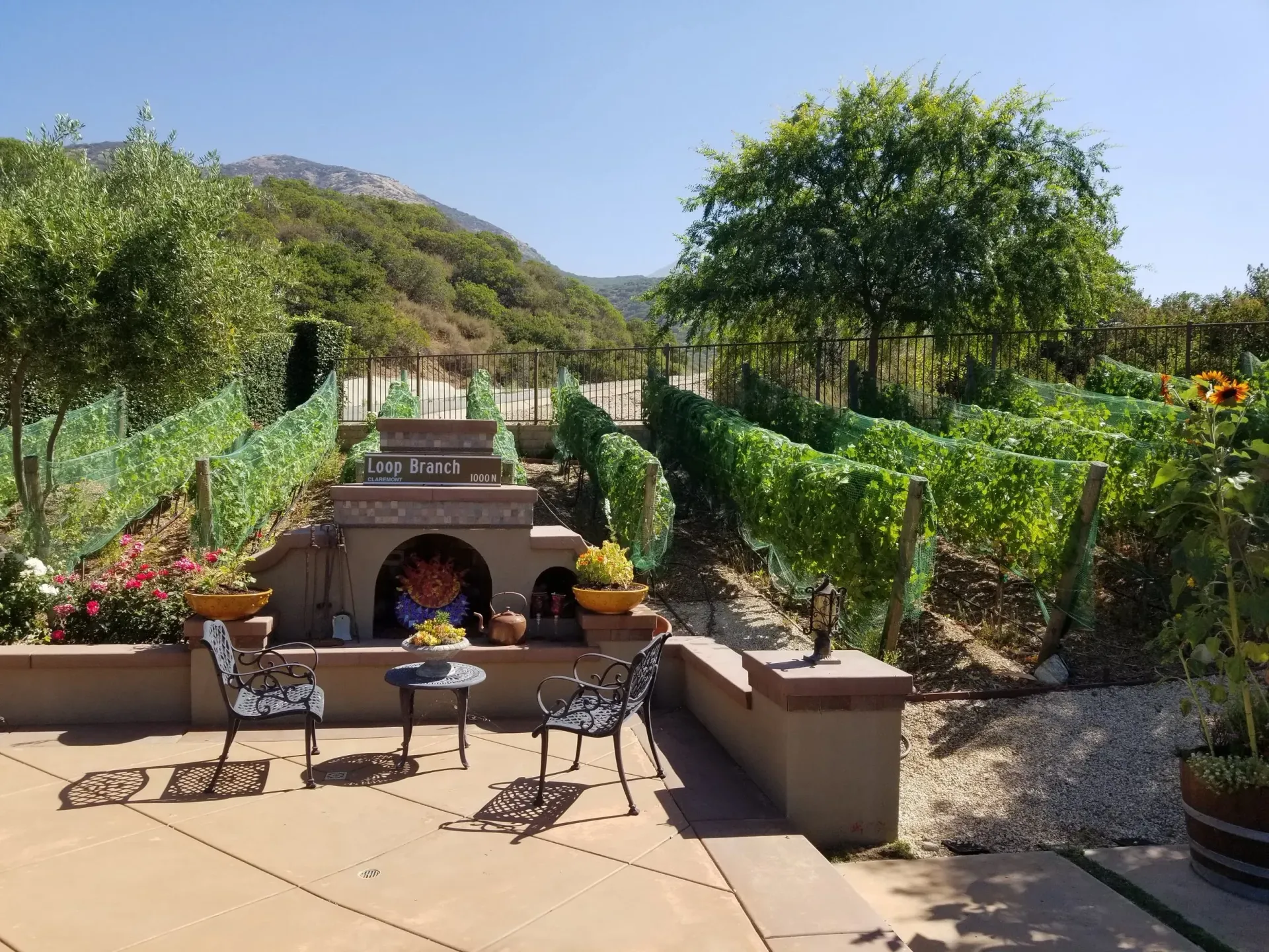 Backyard vineyard with mountain view and patio