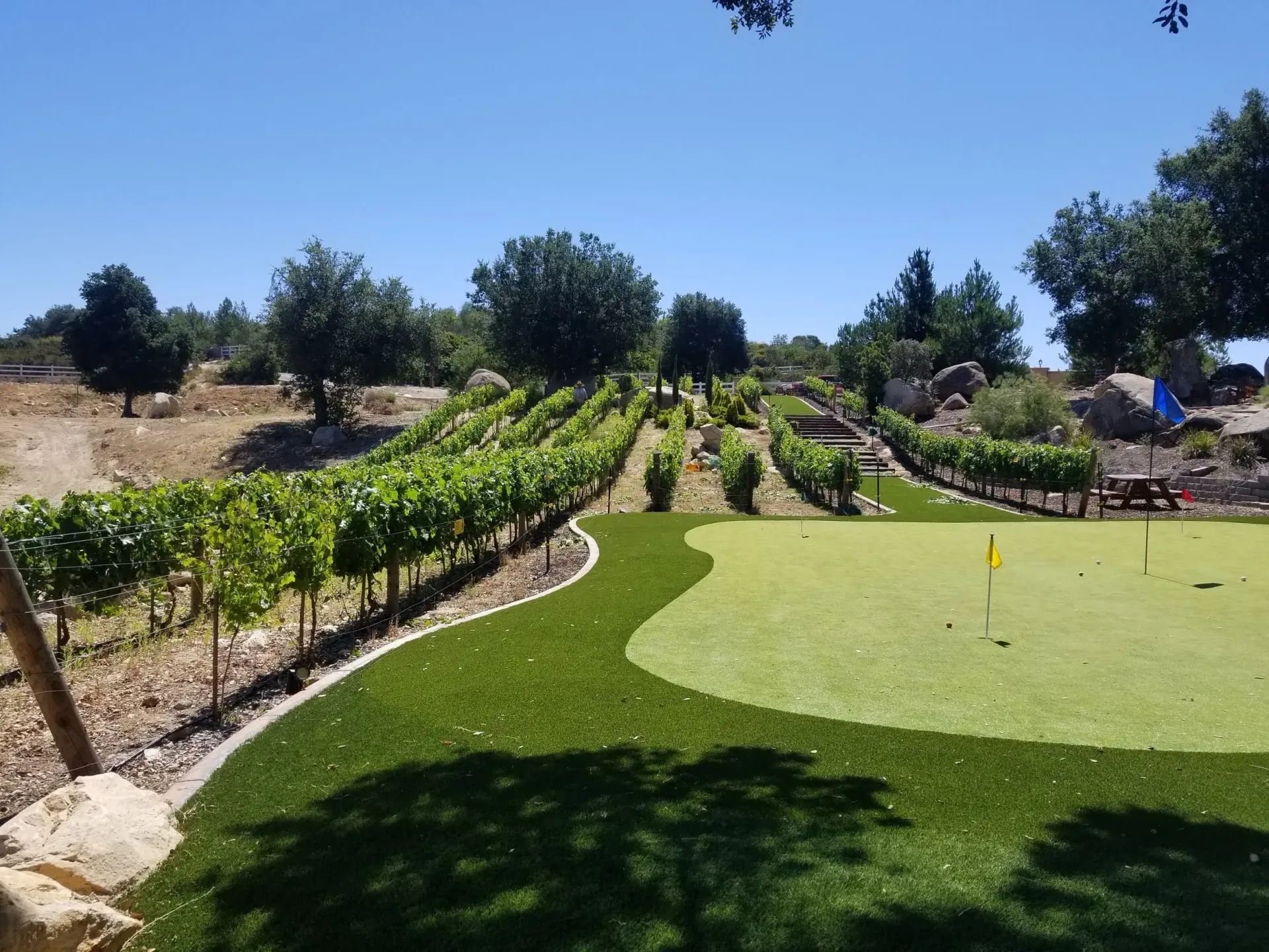 Hillside vineyard rows beside a putting green