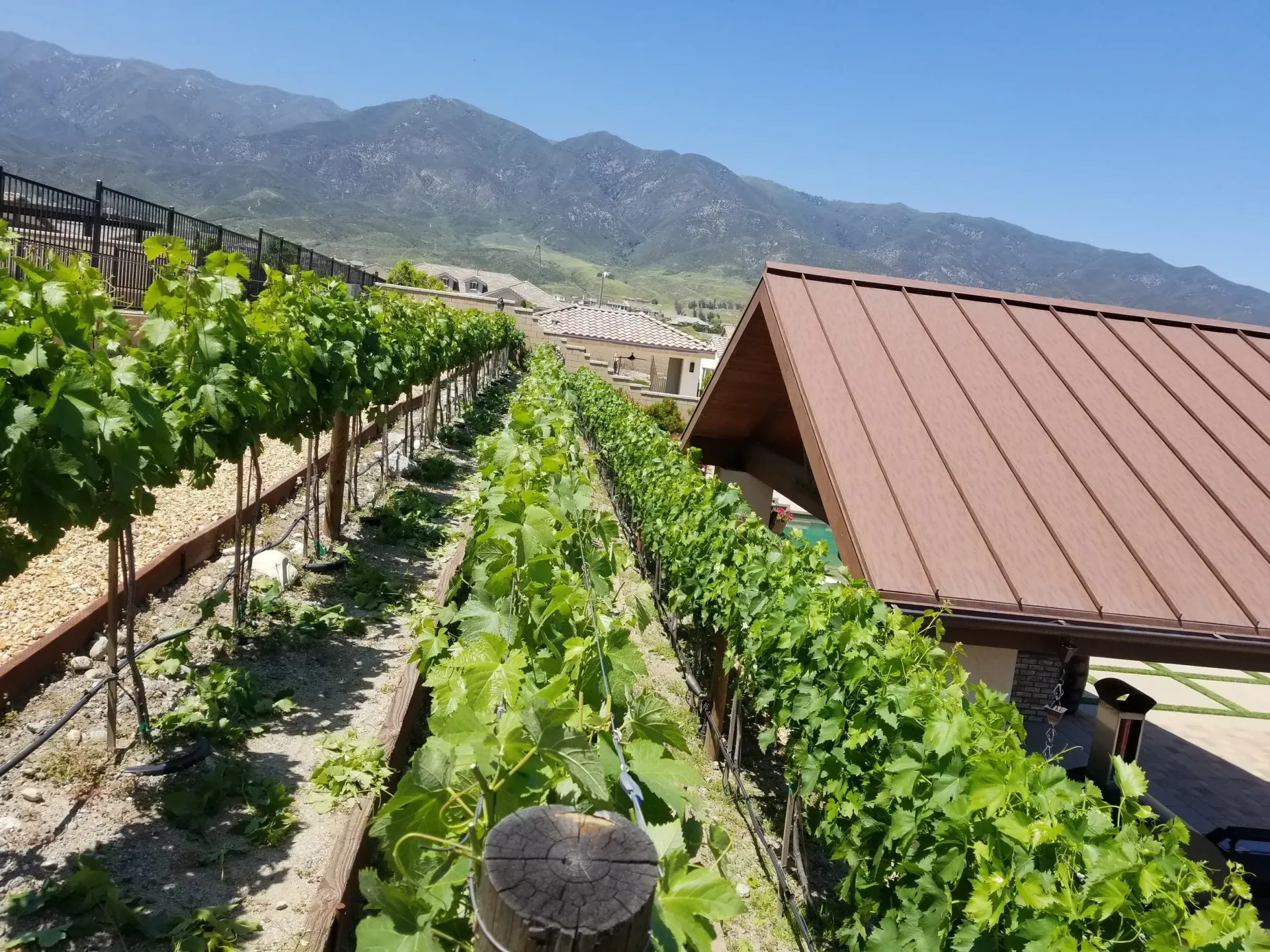 Vine rows with a mountain backdrop