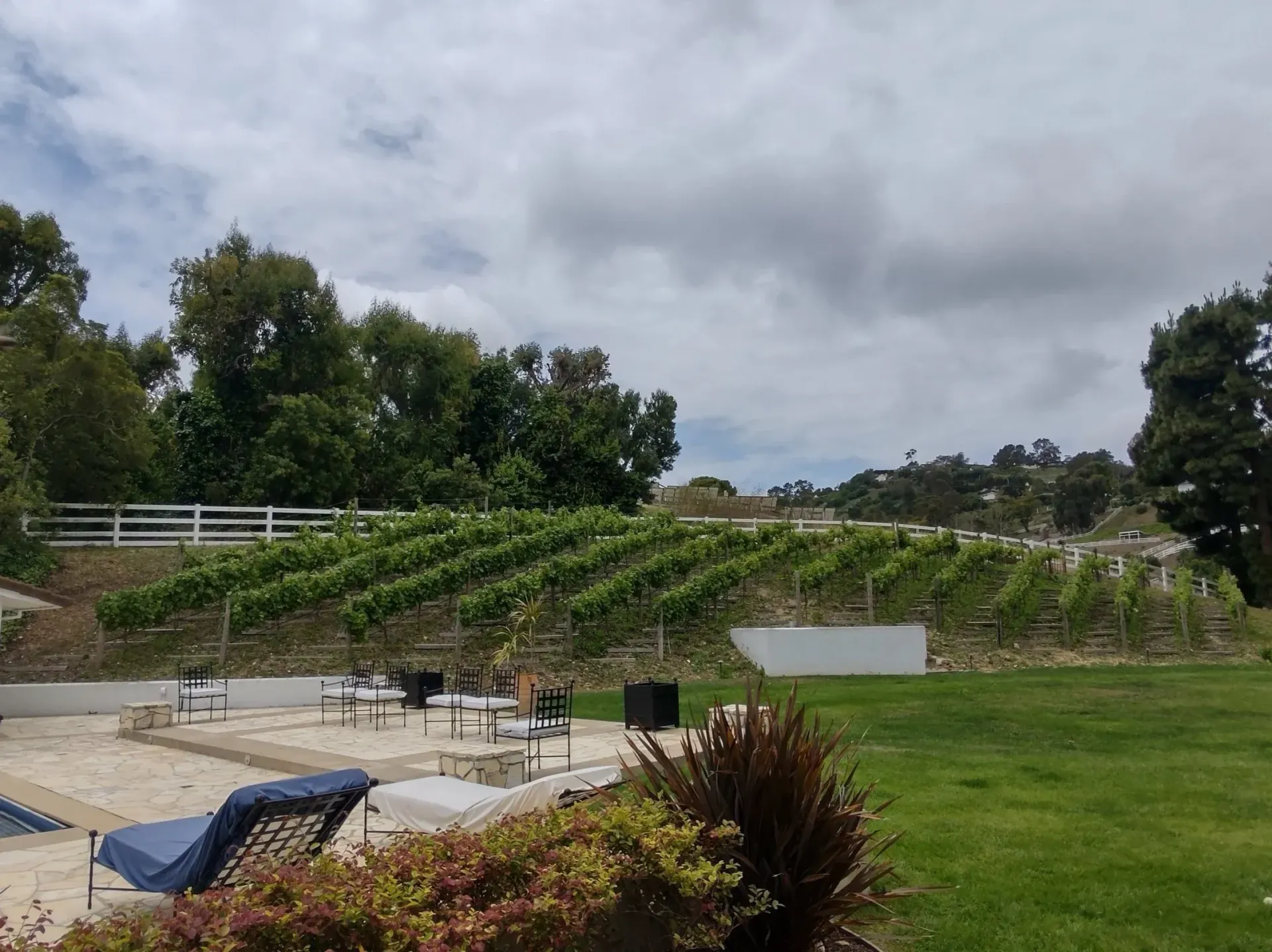 Hillside vineyard rising above a residential patio